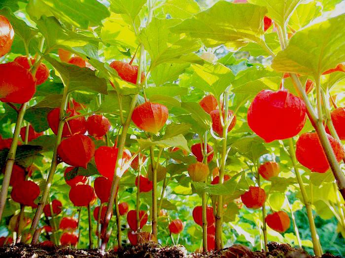 Physalis Alkekengi bulb - b_bulbi extrem de rari