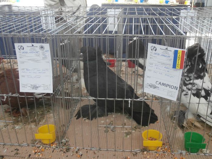 P2160091 - S- Expozitie Zonala Ludus 2014