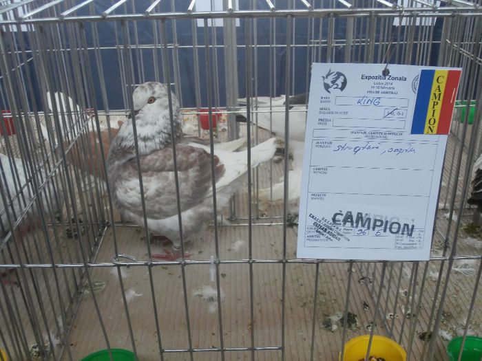 P2160092 - S- Expozitie Zonala Ludus 2014