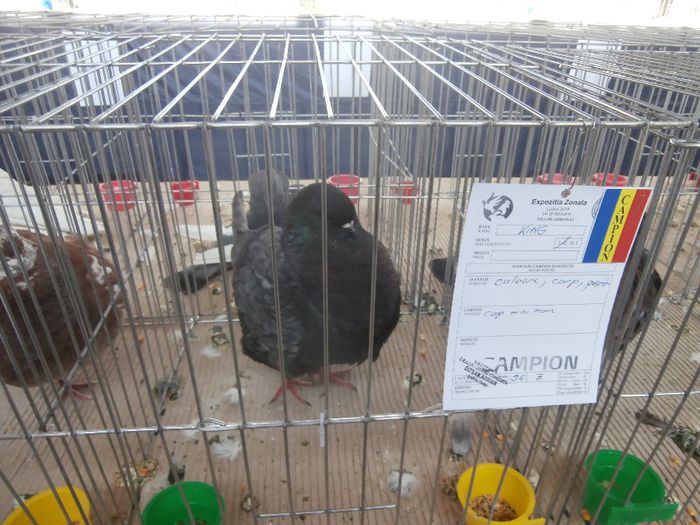 P2160093 - S- Expozitie Zonala Ludus 2014