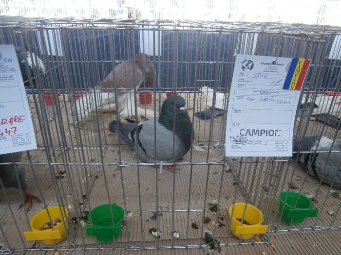 P2160094 - S- Expozitie Zonala Ludus 2014