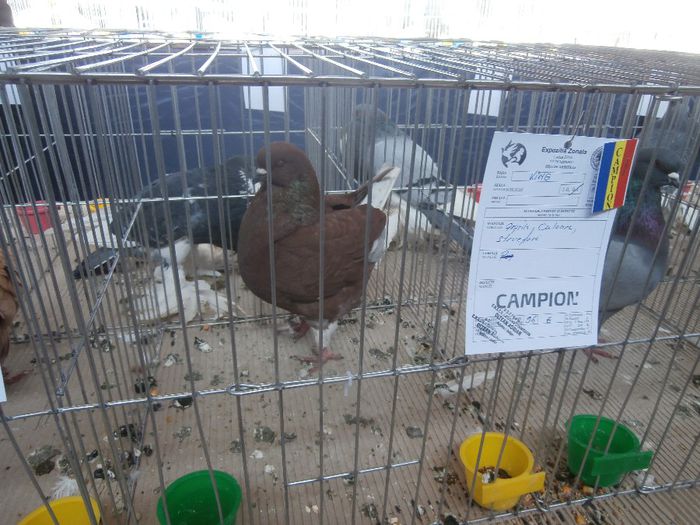 P2160095 - S- Expozitie Zonala Ludus 2014