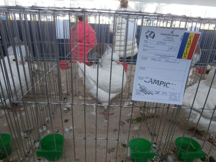 P2160096 - S- Expozitie Zonala Ludus 2014