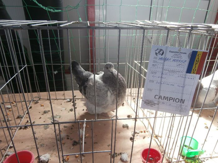 P2160098 - S- Expozitie Zonala Ludus 2014