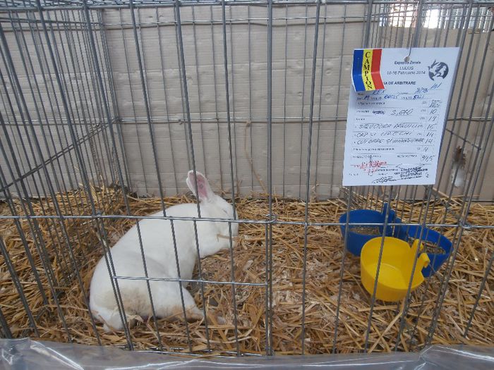 P2160099 - S- Expozitie Zonala Ludus 2014