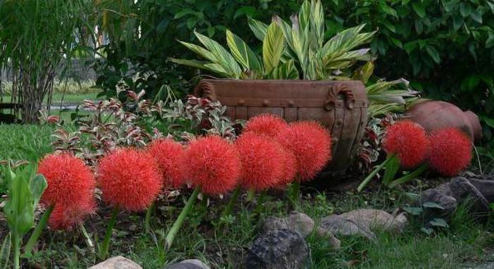 Scadoxus multiflorus bulb - b_bulbi extrem de rari
