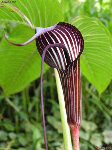 Arisaema costatum bulb - b_bulbi extrem de rari