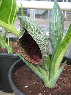 Synandrospadix vermitoxicus bulb - b_bulbi extrem de rari