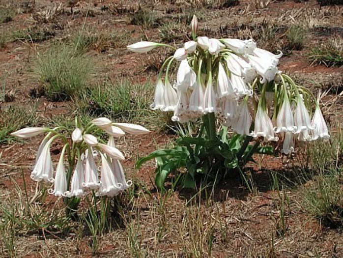 Crinum macowanii bulb - b_bulbi extrem de rari