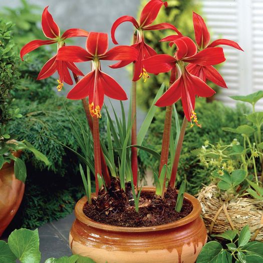 Sprekelia formosissima bulb - b_bulbi extrem de rari