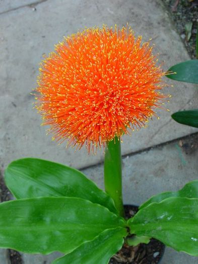 Scadoxus puniceus bulb - b_bulbi extrem de rari