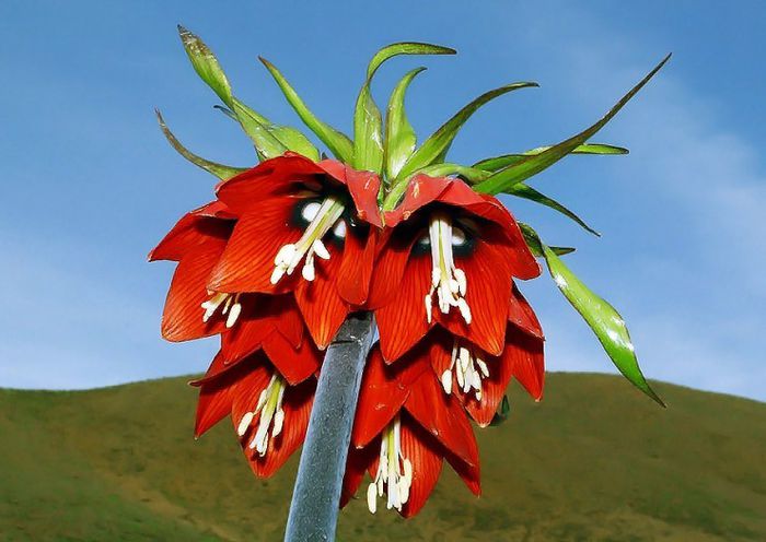Fritillaria imperialis bulb - b_bulbi extrem de rari