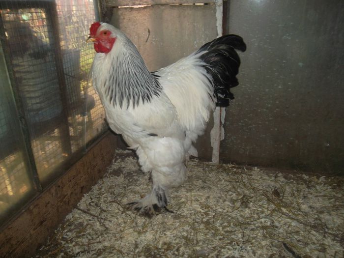 SAM_4032 - Brahma H Deschis familia 2