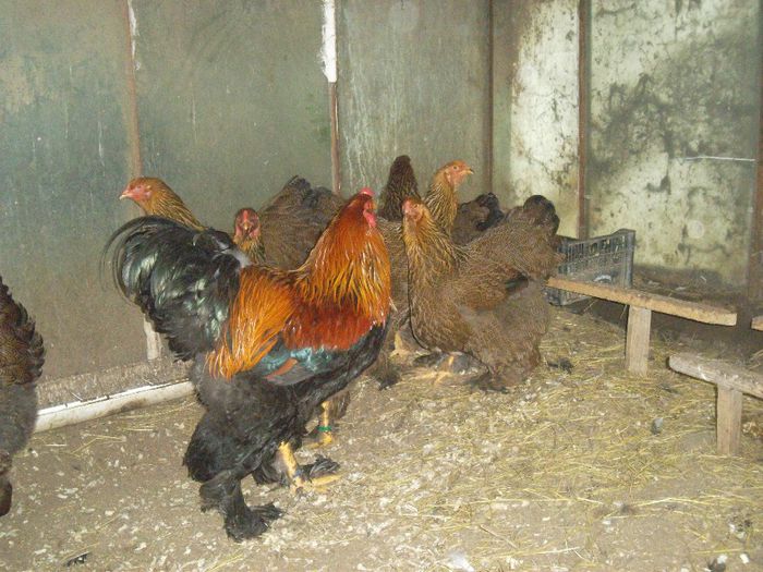 SAM_4064 - Brahma Potarnichiu familia 1