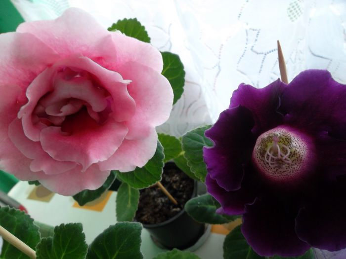 Silvana pink si violacea