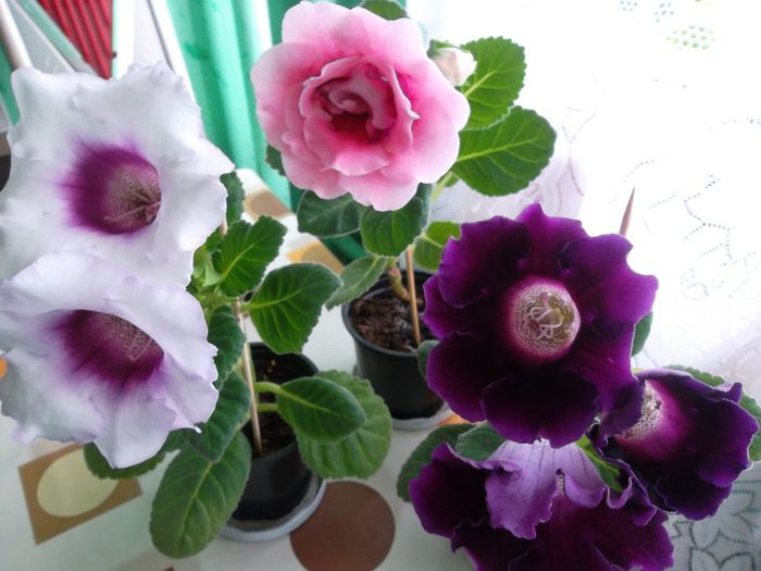 Grupuri - Gloxinia 2014