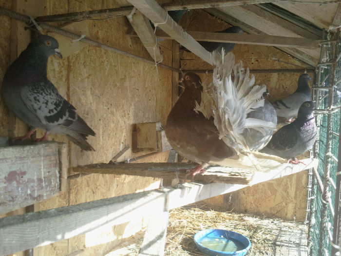 2014-02-16 13.39.37 - PORUMBEI