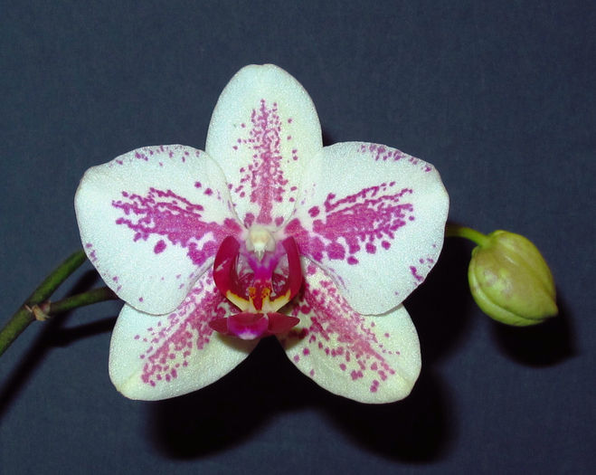 Phalaenopsis Pirate Prince - Reinfloriri orhidee 2014