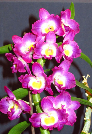 Dendrobium Comet King Akatsuki