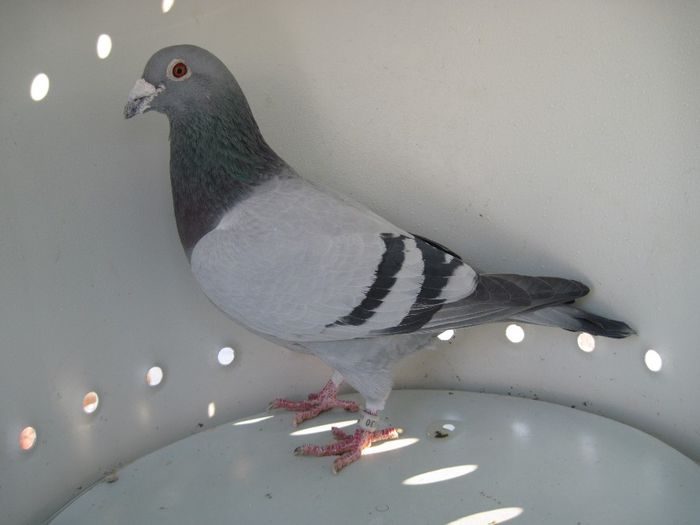 578630-2004-M-Dumitrache Marian; Fiu din celebrul porumbel 554011-02 
Van Bruane-Jos Thone
