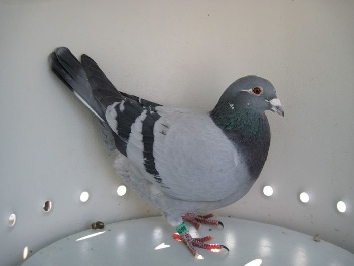 RO-2462040-2010-M-Dinca Cristian - Porumbei Fond si Maraton