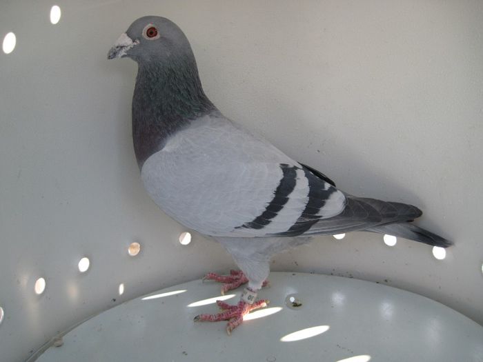 578630-2004-Dumitrache Marian - Porumbei Fond si Maraton