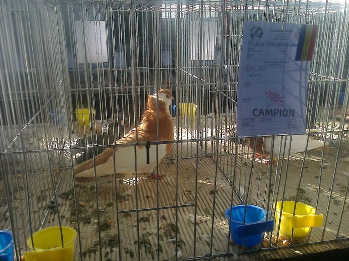 EXPO LUDUS 14-16 FEB 2014