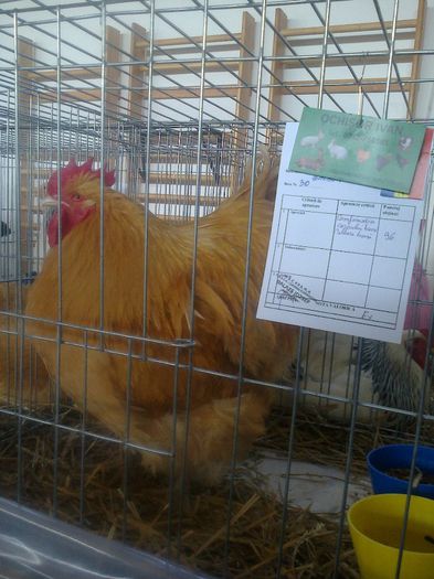 MS2900 - EXPO LUDUS 14-16 FEB 2014