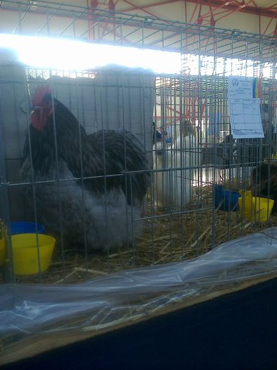 MS2901 - EXPO LUDUS 14-16 FEB 2014