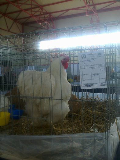 MS2902 - EXPO LUDUS 14-16 FEB 2014