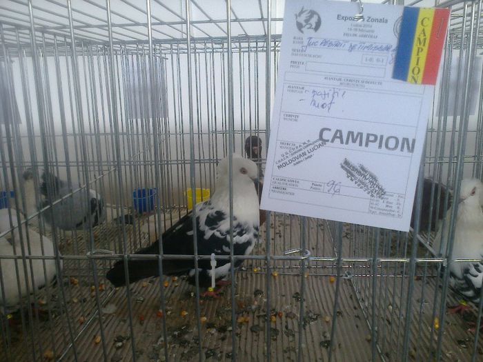 MS2915 - EXPO LUDUS 14-16 FEB 2014