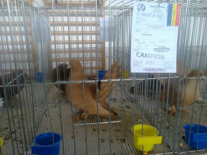 MS2917 - EXPO LUDUS 14-16 FEB 2014