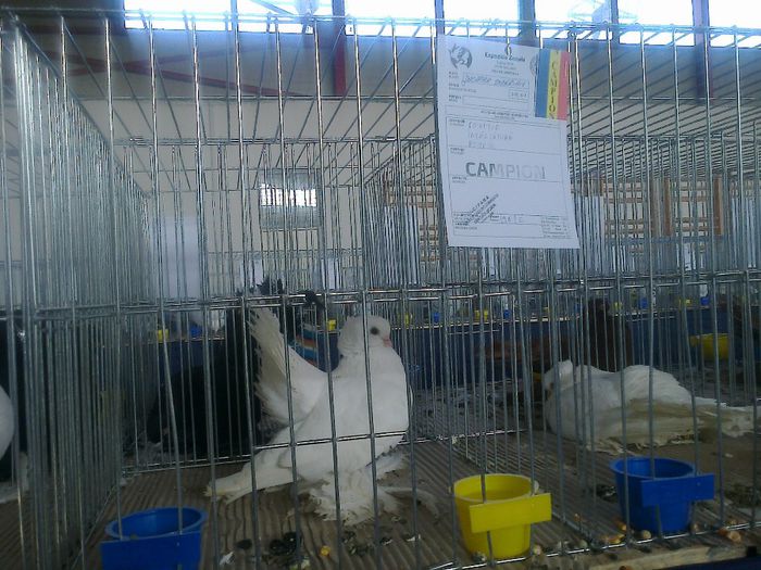 MS2938 - EXPO LUDUS 14-16 FEB 2014