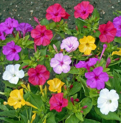 mirabilis jalapa amestec - a-alte seminte rare