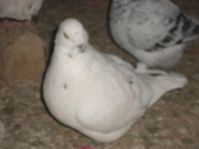 M-2013-G