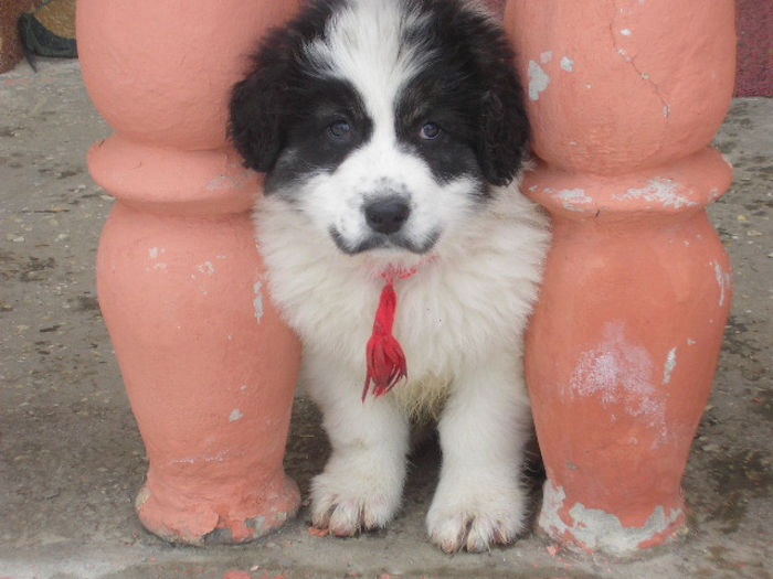 SANY1550 (2) - ARINA NEPOATA LUI NUC DE HUMOR