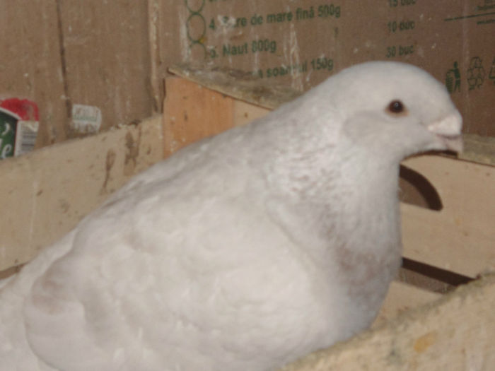 M-2013-matca - 5-AMERICAN SHOW RACER