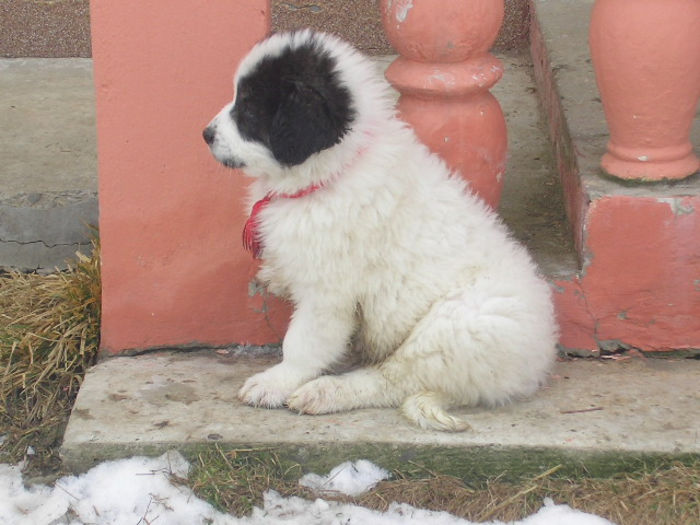 SANY1552 (2) - ARINA NEPOATA LUI NUC DE HUMOR