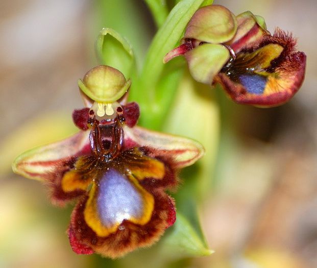 orhideea albina - a-alte seminte rare