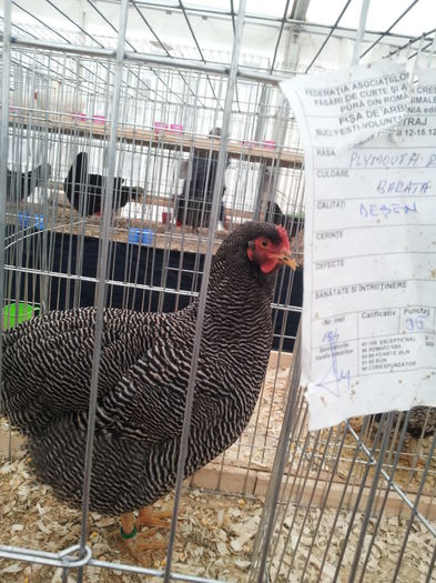 exp nat Buc 2013 punctaj 95