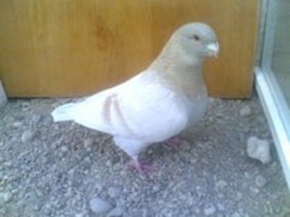 64166507_RTVVZOL3 m 2011