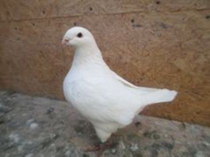93996451_JLJLLIM3 f 2013