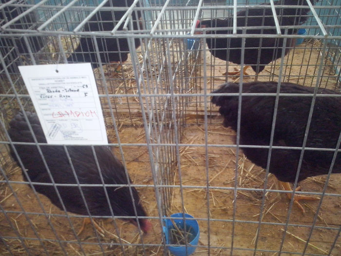 CAM01400 - 0 0 0 02 2014 EXPO MIERCUREA CIUC