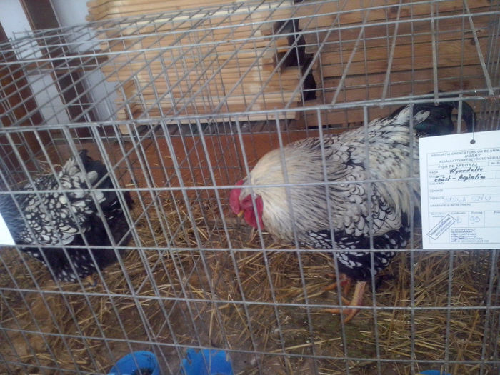 CAM01402 - 0 0 0 02 2014 EXPO MIERCUREA CIUC