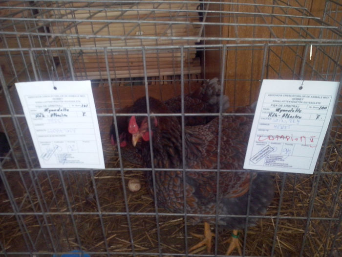 CAM01403 - 0 0 0 02 2014 EXPO MIERCUREA CIUC