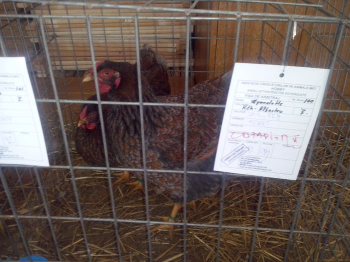 CAM01404 - 0 0 0 02 2014 EXPO MIERCUREA CIUC