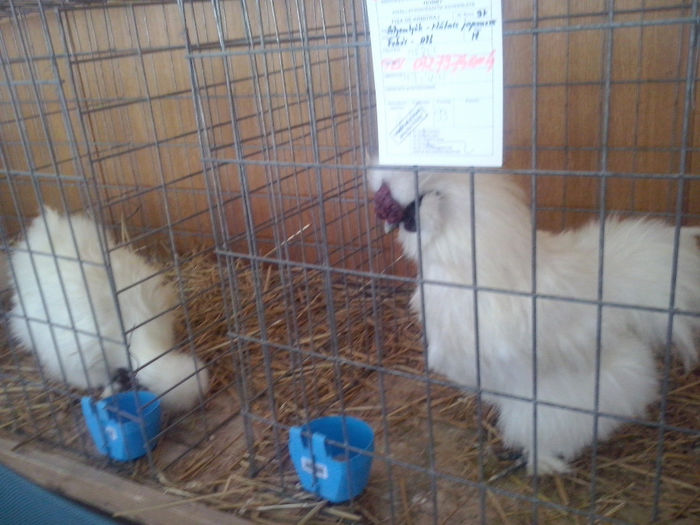 CAM01405 - 0 0 0 02 2014 EXPO MIERCUREA CIUC
