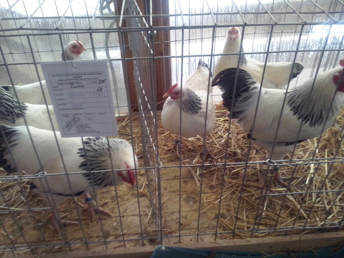 CAM01407 - 0 0 0 02 2014 EXPO MIERCUREA CIUC