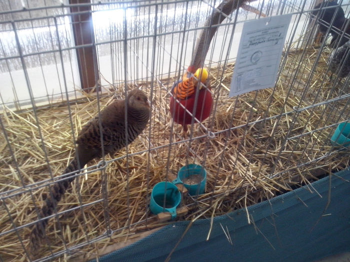 CAM01408 - 0 0 0 02 2014 EXPO MIERCUREA CIUC