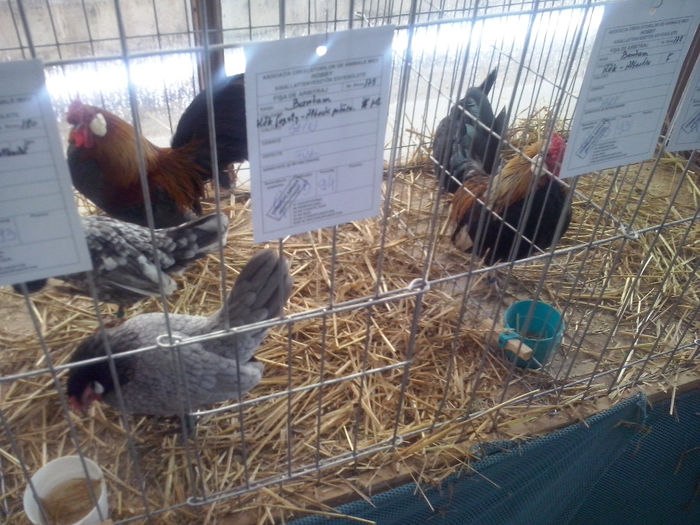 CAM01409 - 0 0 0 02 2014 EXPO MIERCUREA CIUC